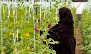 اجرای ۱۷۱ طرح اشتغالزایی در فهرج توسط کمیته امداد