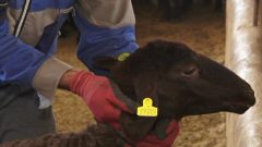 ممنوعیت خرید، فروش و جا به جایی دام فاقد پلاک در فهرج