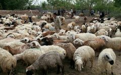 تعیین محل مناسب برای فروش دام زنده در فهرج