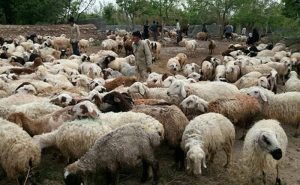 تعیین محل مناسب برای فروش دام زنده در فهرج