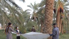 برداشت خُرما از ۵ هزار و ۳۰۰ هکتار نخلستان در فهرج تا آخر شهریور ادامه دارد