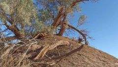 آسیب طوفان به گلدان‌های طبیعی فهرج