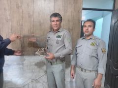 تحویل پرنده شکاری از نوع دلیجه به اداره محیط زیست شهرستان فهرج