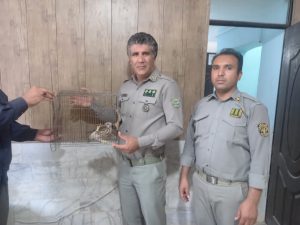 تحویل پرنده شکاری از نوع دلیجه به اداره محیط زیست شهرستان فهرج