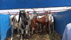 واگذاری ۱۱۰ راس دام سبک بین ۳۶ مددجوی کمیته امداد بخش نگین کویر