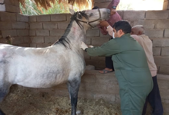 آغاز تست مشمشه در اسب داری های شهرستان فهرج