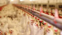 برگزاری کلاس پیشگیری از بیماری آنگارا در شبکه دامپزشکی فهرج