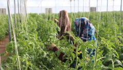 بهره برداری از گلخانه هیدروپونیک در روستای زیداباد فهرج