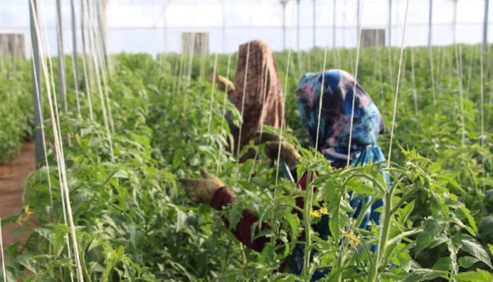 بهره برداری از گلخانه هیدروپونیک در روستای زیداباد فهرج