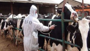 آغاز واکسیناسیون بیش از ۶۸ هزار دام سبک و سنگین در فهرج