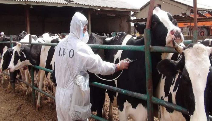 آغاز واکسیناسیون بیش از ۶۸ هزار دام سبک و سنگین در فهرج