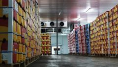 خیز بلند دلالان برای مفت خریدن خرمای نخل‌داران شرق استان کرمان