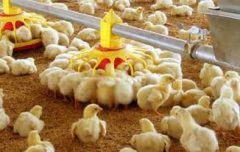 جوجه‌ریزی ۳۰ هزار قطعه‌ای در فهرج طی ۳ ماهه دوم سال جاری