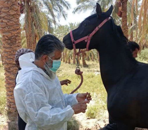 اجرای طرح پایش بیماری مشمشه در شهرستان فهرج