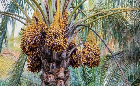 ترویج کشت ارقام امید بخش خرما در شهرستان فهرج