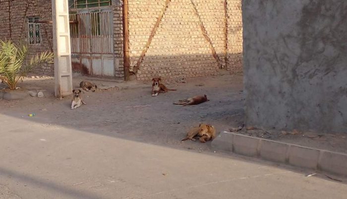 ازدیاد سگ‌های ولگرد در فهرج در سایه بی‌توجهی مسئولان