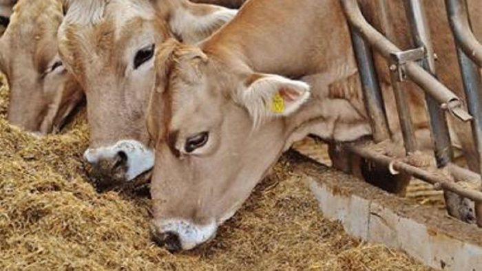 هشدار دامپزشکی فهرج برای حفاظت دام ها از سرما