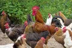 واکسیناسیون رایگان طیور بومی در فهرج