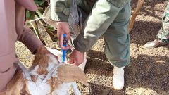 واکسیناسیون ۵ هزار دام سبک در فهرج تا پایان هفته بسیج