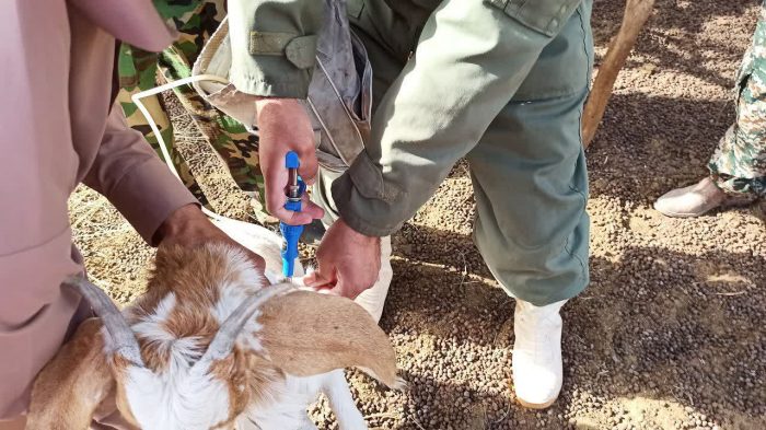 واکسیناسیون ۵ هزار دام سبک در فهرج تا پایان هفته بسیج