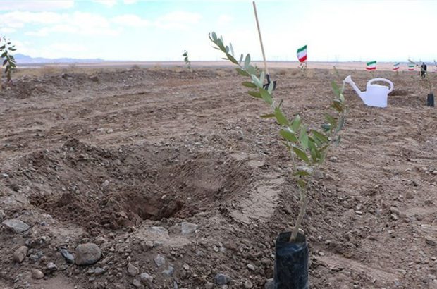 ضرورت کاشت درخت در استان کرمان برای بیابان‌زدایی