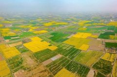 تحقق ۳۰ درصدی حدنگاری اراضی کشاورزی در استان کرمان