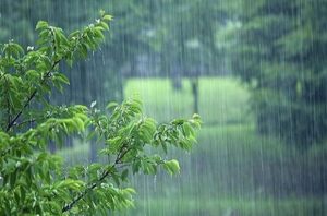 ترنم باران، همچنان در کرمان گوش نواز است