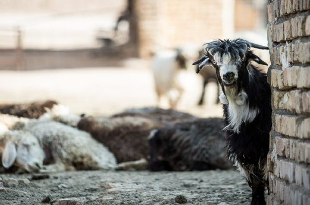 دامداران و عشایر گنبکی، مراقبت‌های لازم پس از سیل را مد نظر داشته باشید