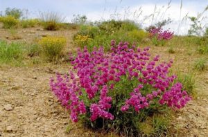 برخورد قضایی با هرگونه برداشت گیاهان دارویی در استان کرمان