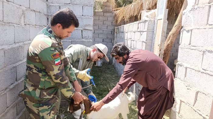 ۳۶۰۰ دام سبک و سنگین در فهرج واکسینه شدند