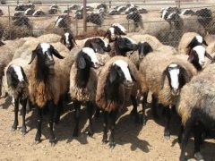 اجرای طرح ویژه نظارت بهداشتی بر دام های قربانی در عید سعید قربان