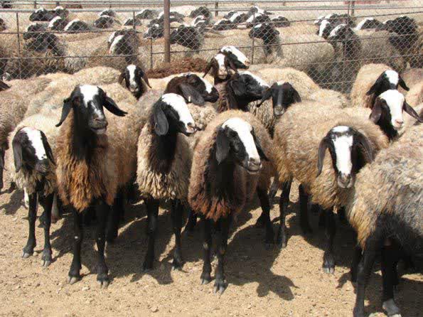 اجرای طرح ویژه نظارت بهداشتی بر دام های قربانی در عید سعید قربان