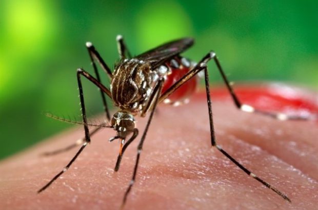 هیچ موردی از بیماری تب دنگی در استان کرمان نداشتیم