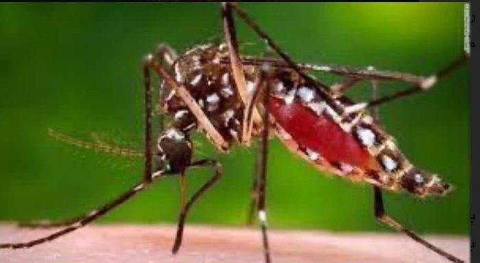 هشدار رییس مرکز بهداشت شهرستان فهرج در خصوص بیماری ویروسی تب دنگی