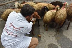 اجرای طرح ویژه نظارت بهداشتی بر دام های قربانی در تاسوعا و عاشورای حسینی