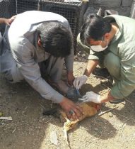 اجرای طرح پایش سرمی آنفلوانزای فوق حاد پرندگان در شهرستان فهرج