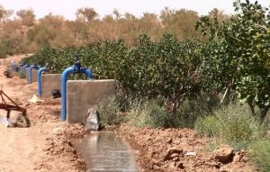 نارضایتی خرماکاران و پسته کاران کرمانی در پی قطع برق