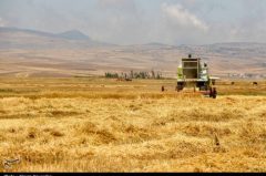 خرید ۲۴۳ هزار تن گندم از کشاورزان استان کرمان