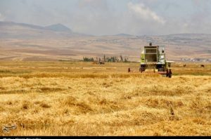 خرید ۲۴۳ هزار تن گندم از کشاورزان استان کرمان