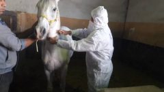 پایش سرمی بیماری مشمشه در جمعیت اسب های شهرستان فهرج