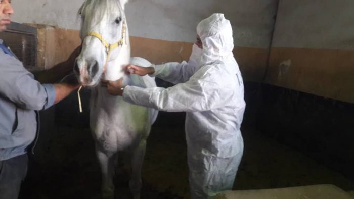 پایش سرمی بیماری مشمشه در جمعیت اسب های شهرستان فهرج