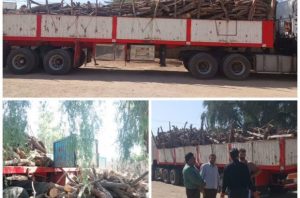 کشف ۲۰ تن چوب قاچاق در شهرستان ریگان