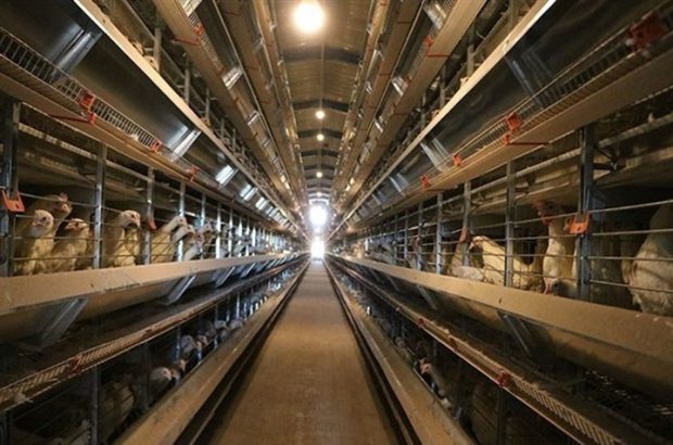 وضعیت تولید و ذخیره‌سازی مرغ در استان کرمان خوب است