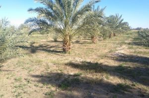 ورود عدلیه برای حل مشکلات کشاورزان روستای چاه ملک ریگان