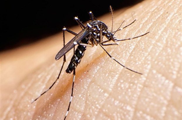 موردی از تب دنگی در استان کرمان مشاهده نشده است