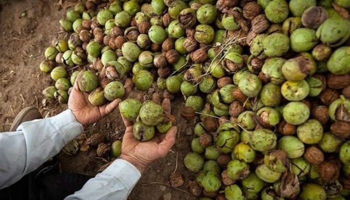 تبر آفت بر ریشه اقتصاد تک‌محصولی رابر