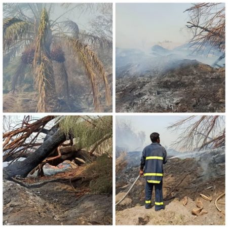 حریق ۱۱ اصله درخت در فهرج