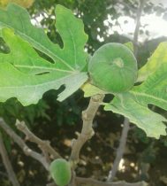 ثمر دادن درخت انجیر «فصل پاییز» در شهر فهرج