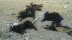 تلف شدن ۳ راس گوسفند در فهرج