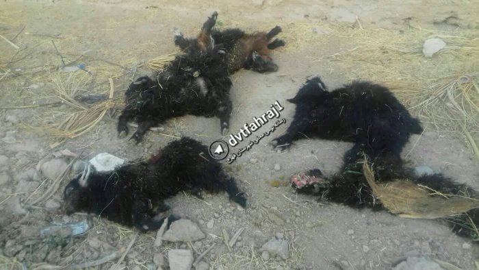 تلف شدن ۳ راس گوسفند در فهرج